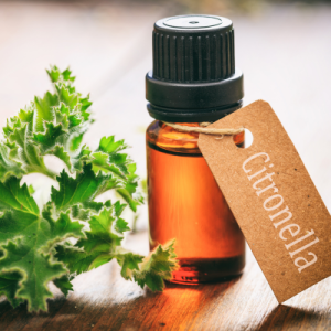 Citronella Oil
