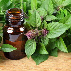 Holy Basil Oil