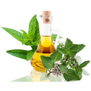 Mentha Arvensis Oil